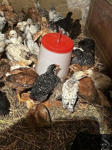 Gəmiricilər: Toyuq cücələri, Ətlik, Ödənişli çatdırılma, Ünvandan götürmə — 1