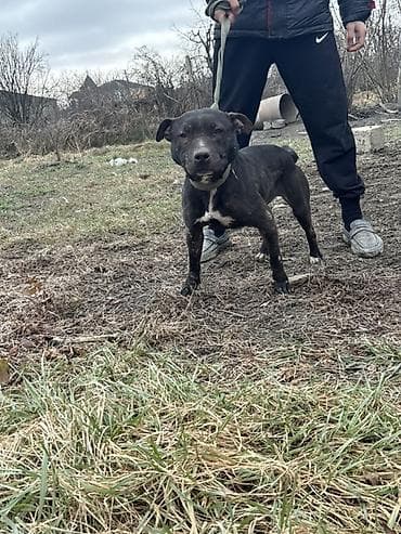 hinduwka satiwi: Pitbul, Erkek — 5