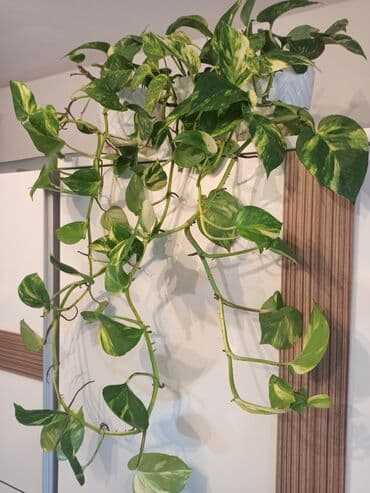 бочка 10 тонн: Waterplant sarmaşığı — 2