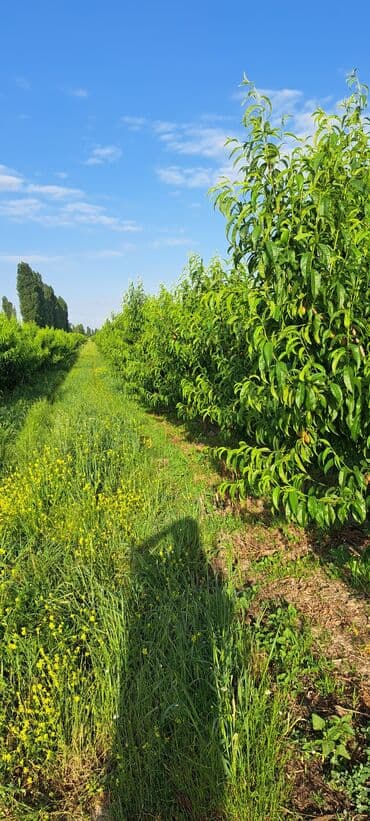 agac sekilleri: Sıralı şəkildə əkilmiş, bol meyvəli şaftalı ağacları. Ağaclar düzgün — 4