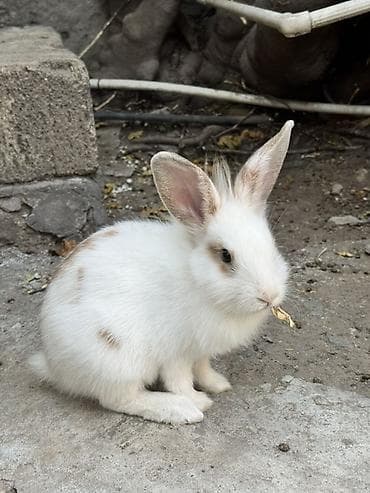 С/х животные и товары: Erkək dişidir. İkisi bir yerdə 30azn. Ağ-qəhvəyi ləkəli, uzunqulaq — 2
