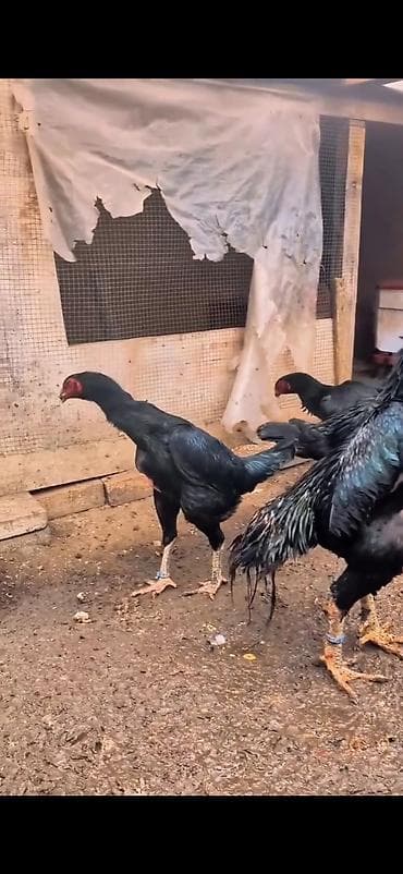 en ucuz at: Aseel tipli döyüşcü toyuqlar – iri cüssəli, hündür boyunlu və güclü — 3