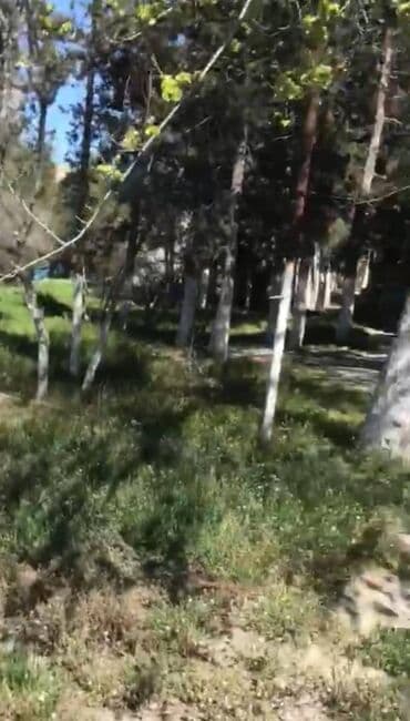 ev masazir: 12 sot, Makler, Kupça (Çıxarış) — 2