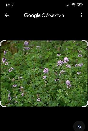 Su nanəsi (Mentha aquatica) – ətirli, bənövşəyi çiçəkləri olan — 3