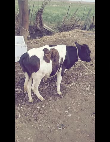 Toyuqlar: Qiymet yerinde danisilacaq ciddi sexsler vatsap vasitesiyle elaqe — 2