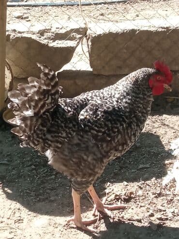 Bir dənəsi 30azn Xarkov xoruzu 6aylıq tam sağlam hər bir vaksinləri