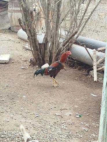 Digər heyvanlar: Məhsul: xoruz heyrati Fikri ciddi şəxslər əlaqə saxlasın Təsvir: - — 2