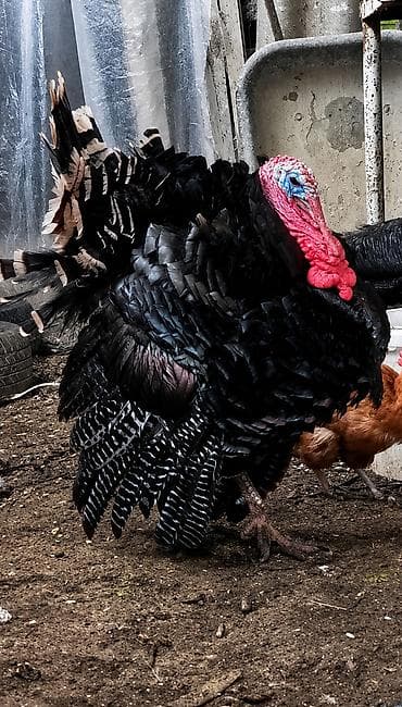 Erkək, Damazlıq lalafo.az -da Erkək, Damazlıq