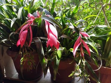 sirqa gulu haqqinda: Otaq bitkiləri — 1