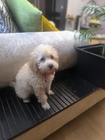 Pudel, 2 ay — 2