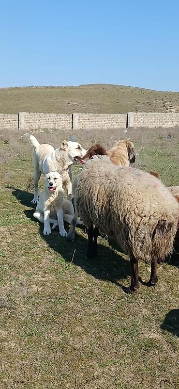 Qurdbasar, 6 ay, Dişi, Peyvəndli, Ödənişli çatdırılma