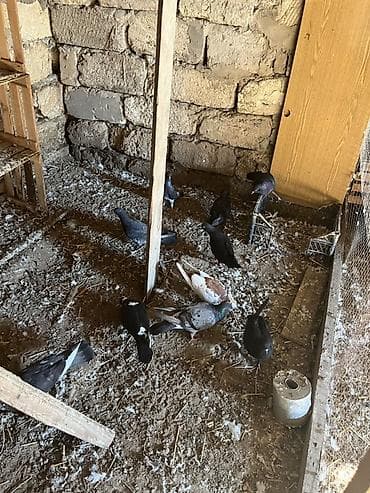 Tam sağlam tutulma quşlardı biri 2.5dən