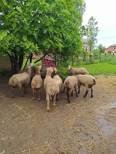 клетки для кур несушек купить в бишкеке: Fərqli çəkilərdə qurbanlıq qoçlar satılır. 6 aydan yuxarı sağlam — 1
