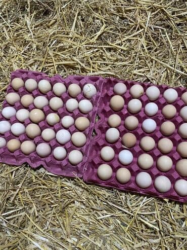 İçkilər: Salam temiz qan Xarkov mayali yumurtalari satilir say metudeti yoxdu — 3