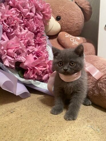 Renault: Britan, Dişi — 3