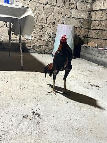 kend colpası: Satilir iyun becesidi 2 defe tullanib atasi xacmazda udub anasinin — 2