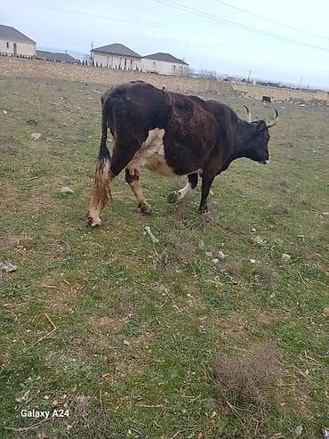cuce ve xoruz temsili: Tecili sok sok qimete inek satilir tecilisagilir 6 litir sudu var — 1