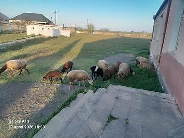 heyvanlar satışı: Dişi, il: 5, 40 kq, Damazlıq, Ünvandan götürmə — 2