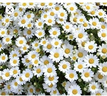 panel plastik: Papatya Ag ve qirmizi rengleri mövcuddu - Bitki: Qırxbuğumvari — 6