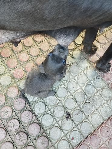 Kane-Korso, 1 ay, Dişi, Peyvəndli