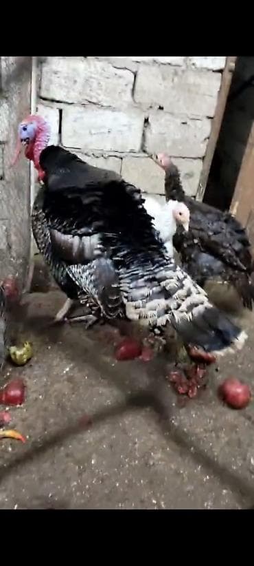 Digər heyvanlar: Erkək, Damazlıq — 8