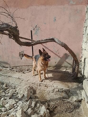 Pişiklər: Alman çoban iti, 3 il, Dişi, Peyvəndli — 8