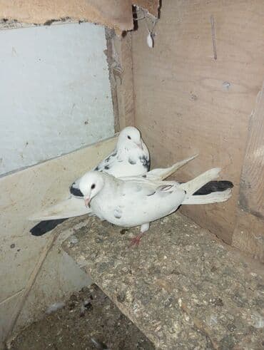 alman coban iti qiymeti: Məhsul: Göyərçinlər (cüt) Təsvir: - Rəng: Ağ əsas rəng, qanad və — 1