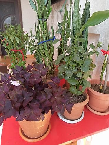 Букетные цветы: Ev otaq gülləri – bir neçə növ 5-50 manat arası qiymət - — 5