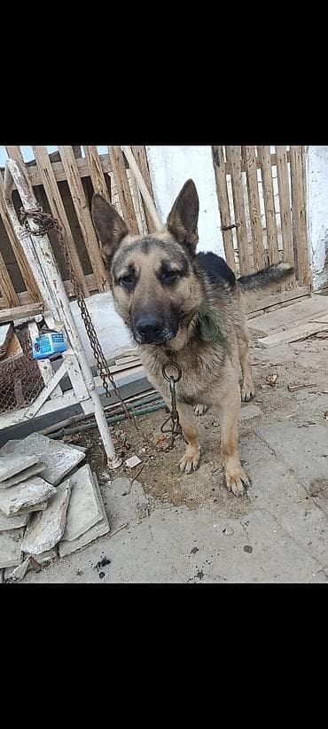 etibarli əllərə verilir: Alman çoban iti, Erkek — 4