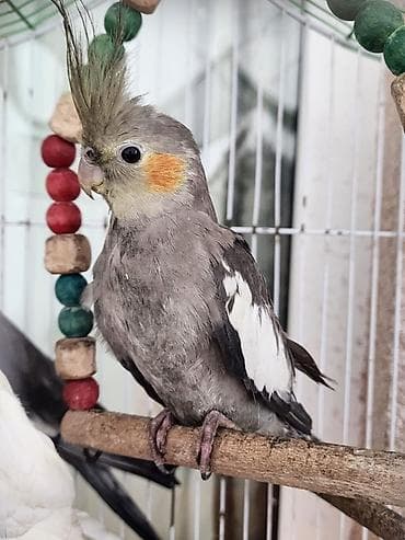 danışan tutuquşu: Tutuquşu Korella 4 aylıqdır. Tam sağlamdır. Ələ gəlir. Erkəldir — 2