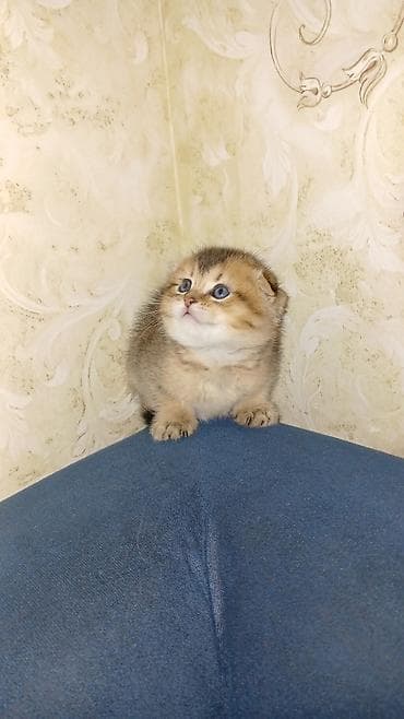 Pişiklər: Şotland yastı qulaq, Erkək, Dişi, Ünvandan götürmə — 1