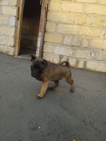 en gozel itler: Belçika çoban iti, Ödənişli çatdırılma — 3