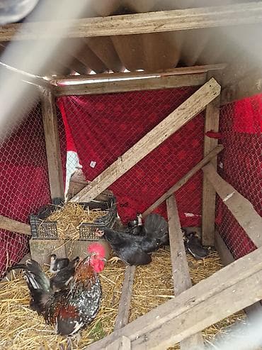 Toyuq cücələri, Damazlıq, Ödənişli çatdırılma