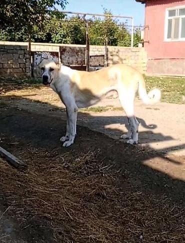 it adları: Qurdbasar, Erkek, Peyvəndli — 1