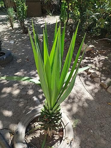 Dekorativ Yucca (yucca ağacı tipli) – peyzaj və həyət üçün - Bitki lalafo.az -da Dekorativ Yucca (yucca ağacı tipli) – peyzaj və həyət üçün - Bitki