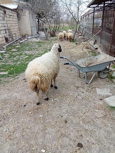 heyvanlar atlar: Satılır — 1