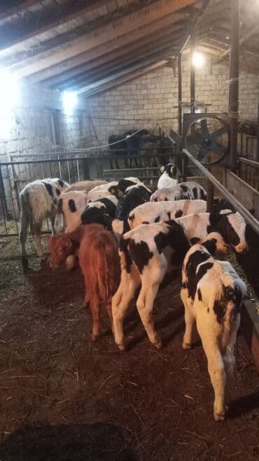 eşşək şəkili: Satış: Dana və buzovlar Təsvir: - Şəkillərdə müxtəlif yaş və rəngdə — 2