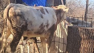 Mal-qara: Dişi, Simental, il: 3, 450 kq — 6