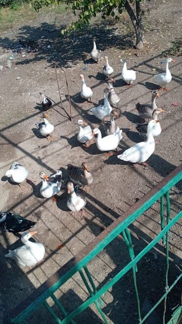 itlerin pulsuz verilmesi: Qaz sürüsü – fərqli rəng və növlər - Fotoşəkildəki sürüdə ağ və boz — 2