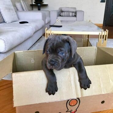 sibir xaskisi iti: Kane-Korso — 8