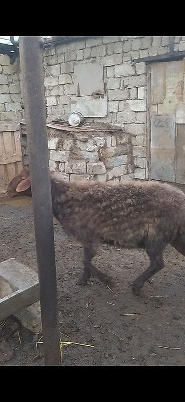 keçi satışı: 3 dənə qala qoçları satılır balacası 390 ən böyüyü 850 deyirəm alan — 4