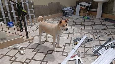 İtlər: Akita-inu, 2 il, Dişi, Peyvəndli, Ünvandan götürmə — 3