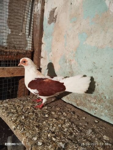 goyərcin yumurta: İran qırmızı çəp ağ quyruq mayadır.13 tükdür.öz quşlarimin — 2