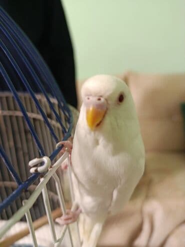 tutuquşu haqqında məlumat: Məhsul: Dalmatian/Jakobin rəng qırması olmayan dalmatian olmayan, sarı — 3