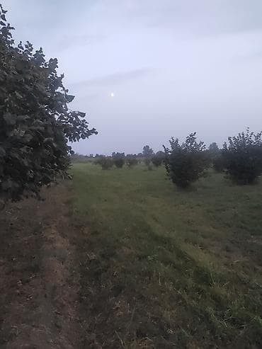 suraxani torpaq: 133 sot, Kənd təsərrüfatı, Mülkiyyətçi, Kupça (Çıxarış) — 8