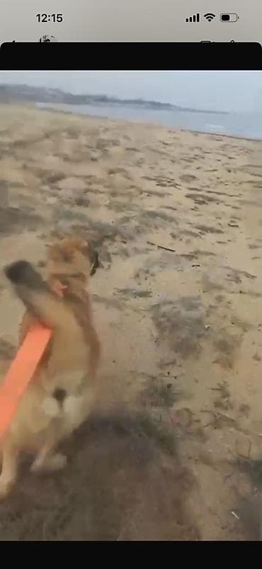 Digər heyvanlar: Kanqal — 5