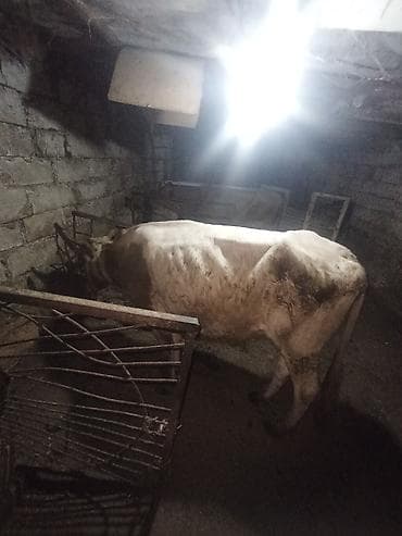 cins inəy: Dişi, il: 2, 200 kq, Damazlıq, Südlük — 2