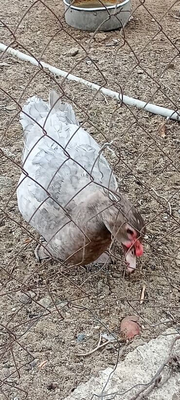 ordey balası: Erkək, | Macar, Damazlıq, Ödənişli çatdırılma — 3