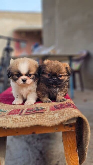 Pekines, 2 ay, Erkek