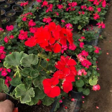 topdan gül satışı: Geran-ətirşah güllərinin topdan və pərakəndə satışı. Qiymət topdan — 3